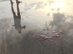 Paracondylactis sinensis