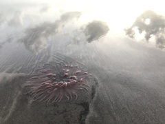 Paracondylactis sinensis