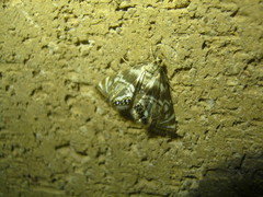 Petrophila canadensis