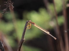 Platycnemis dealbata