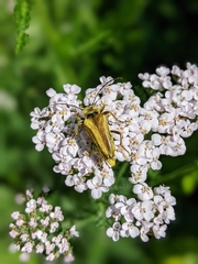 Lepturobosca chrysocoma