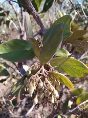 Styrax ferrugineus