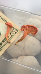 Cantharellus corallinus