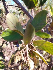 Styrax ferrugineus