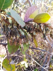 Styrax ferrugineus