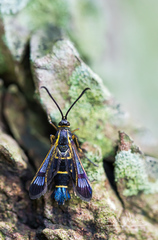 Synanthedon spuleri