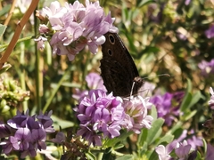 Cercyonis oetus