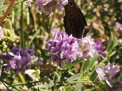 Cercyonis oetus
