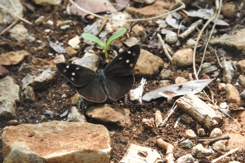 Mariposa de alas púrpura oscura