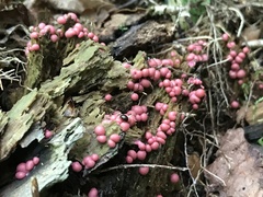 Lycogala exiguum