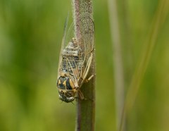 Cicadatra hyalina