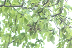 Vochysiaceae
