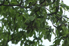 Vochysiaceae