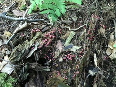 Lycogala exiguum