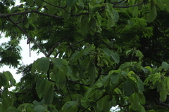 Vochysiaceae