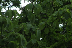 Vochysiaceae