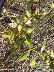 Calea quadrifolia