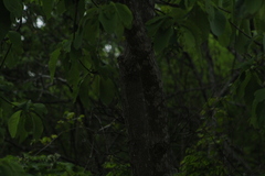 Vochysiaceae