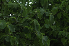 Vochysiaceae