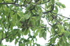 Vochysiaceae