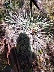 Butia archeri