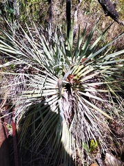 Butia archeri