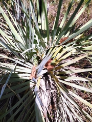Butia archeri