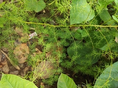 Asparagus racemosus