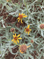 Helianthus ciliaris