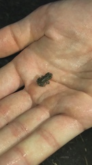 Bufotes viridis viridis