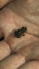 Bufotes viridis viridis