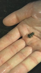 Bufotes viridis viridis