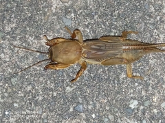Neocurtilla