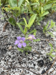 Dyschoriste oblongifolia