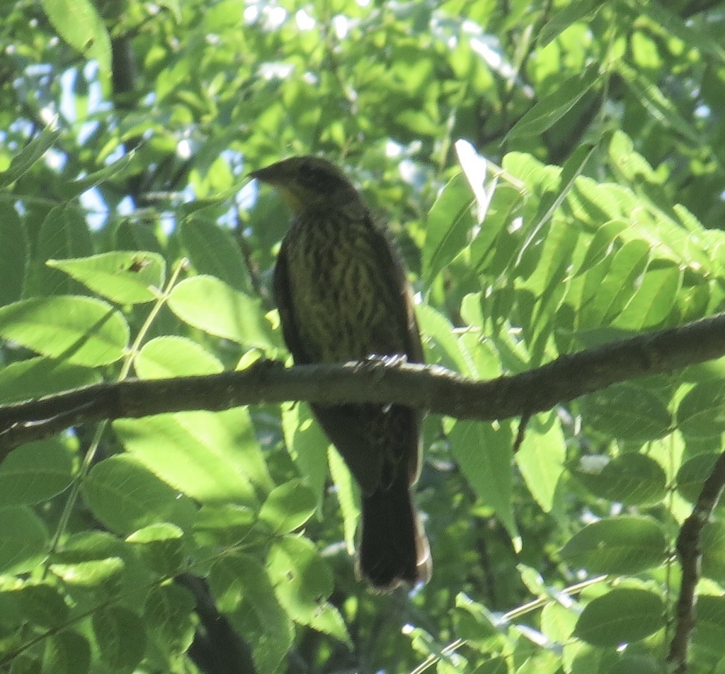 red-winged-blackbird-from-bronx-river-parkway-reservation-yonkers-ny