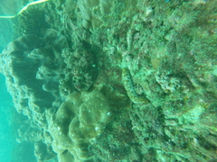 Holothuria fuscocinerea