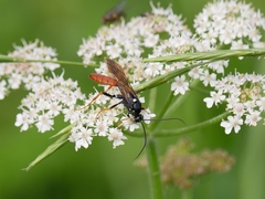 Amblyjoppa fuscipennis
