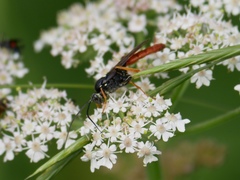 Amblyjoppa fuscipennis
