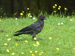 Corvus corone