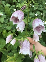 Campanula punctata