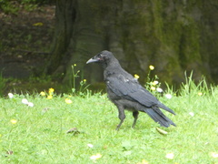 Corvus corone
