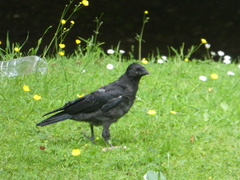 Corvus corone