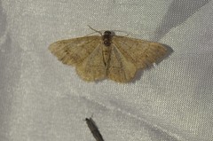 Digrammia muscariata