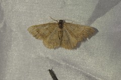 Digrammia muscariata