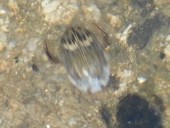 Acilius abbreviatus