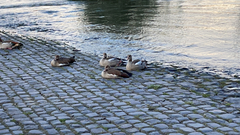 Alopochen aegyptiaca