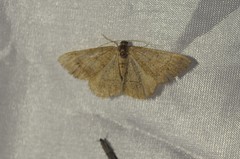 Digrammia muscariata