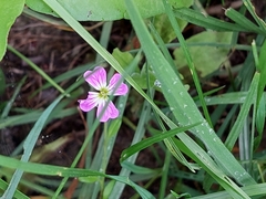 Malcolmia maritima