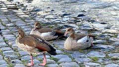 Alopochen aegyptiaca