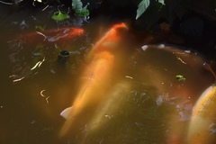 Cyprinus rubrofuscus